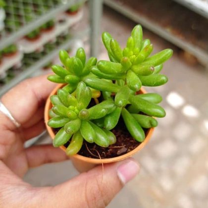 Sedum Jelly bean 5.5 cm pot