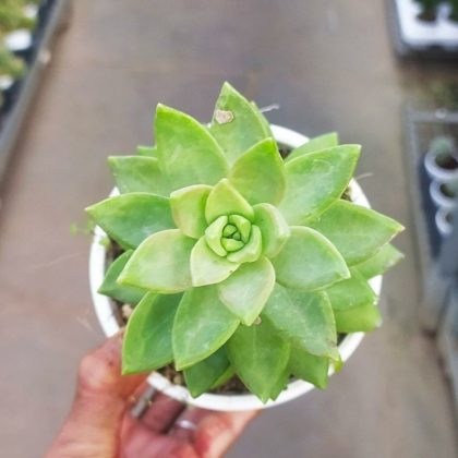 Sedum Nussbaumerianum Green 10 cm pot