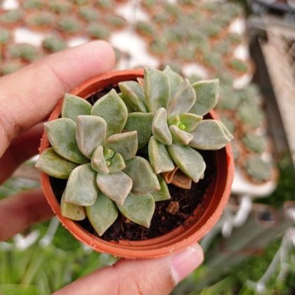 Sedum Silver 5.5 cm pot