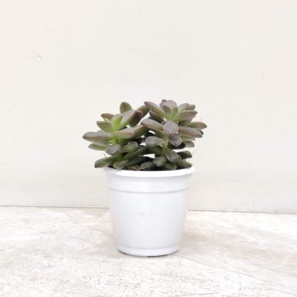 Sedum Sorrento 7 cm pot