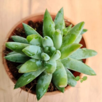 Sedum Super Silver Donkeys Tail 7 cm pot