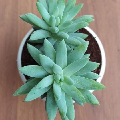 Sedum Super Silver Donkeys Tail 8.5 cm pot