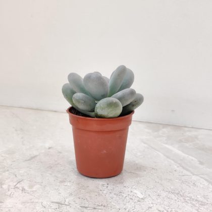 Sedum Treleasei 5.5 cm pot