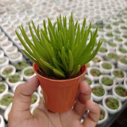 Senecio Barbertonicus 5.5 cm pot