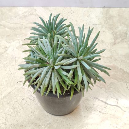 Senecio Cylindricus 12 cm pot