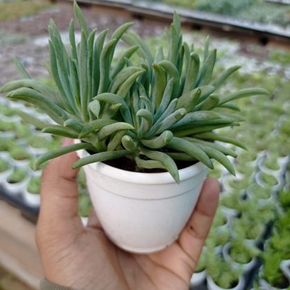 Senecio Cylindricus (Narrow-Leaf Chalksticks) 7 cm pot