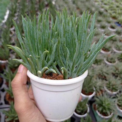 Senecio Ficoides 7 cm pot