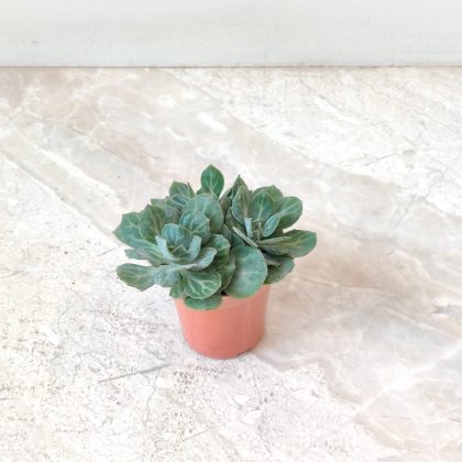 Senecio Obovatus 5.5 cm pot