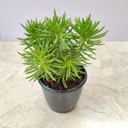 Senecio Talinoides Plant 12 cm pot