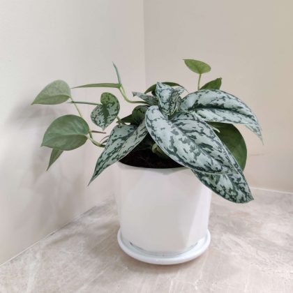 Silver Money Plant in Ceramic Pot