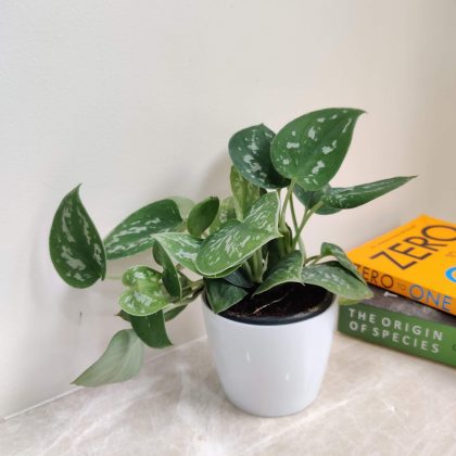 Silver Money Plant in White Plastic Pot