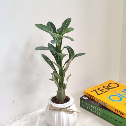 Small Adenium Plant in Beautiful Matka Ceramic Pot