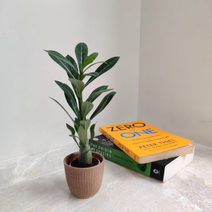 Small Adenium Plant in Ceramic Pot