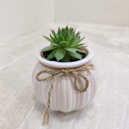 Small Succulent Plant (Lakshmi Kamal) in Matka Ceramic Pot
