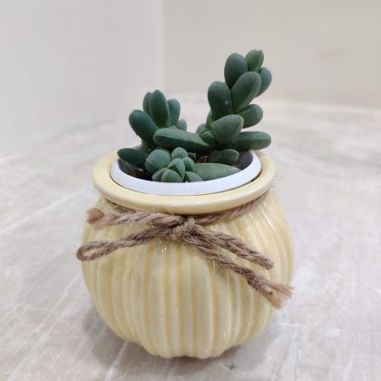 Small Succulent Plant in Beautiful Ceramic Pot