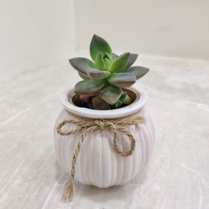 Small Succulent Plant in Glossy Ceramic Pot