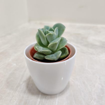 Small Succulent in White Plastic Pot