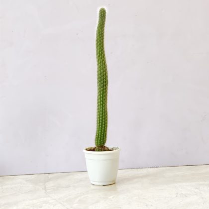 Snake Cactus Pitayita 7 cm pot