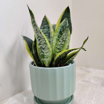Snake Plant in Ceramic Pot with Tray