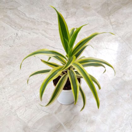 Song of India Plant 5.5 cm pot