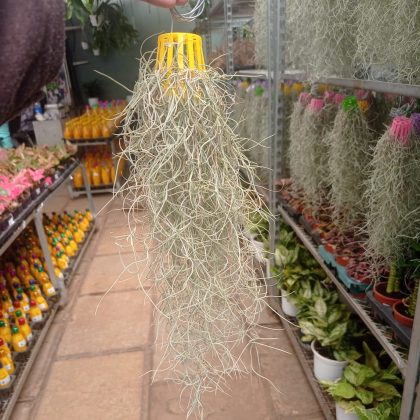 Spanish moss
