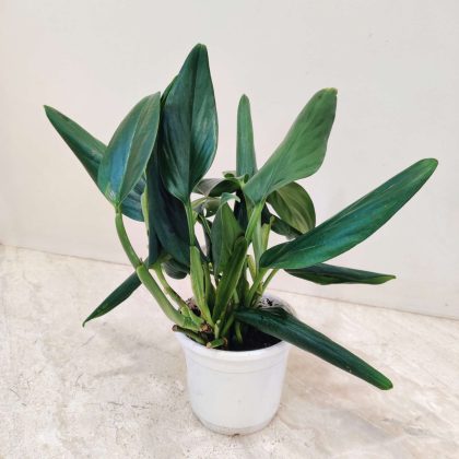 Spathiphyllum Silver Streak Plant 10 cm pot