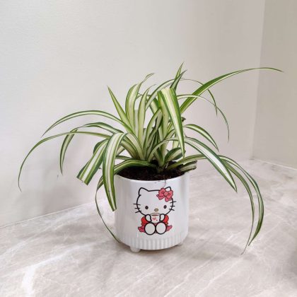 Spider Plant in Designing Ceramic Pot