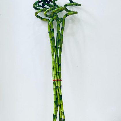 Spiral Stick 90-100 cm