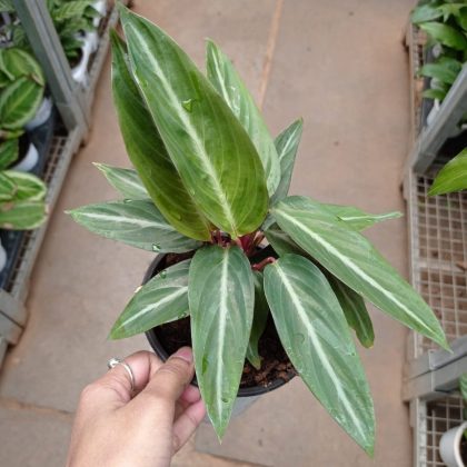 Stromanthe Sanguinea 'Triostar' 12 cm pot