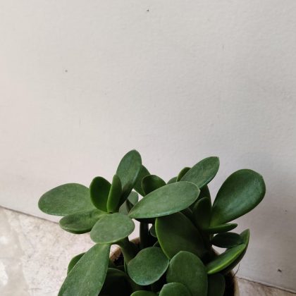 Succulent Crassula 7 cm pot