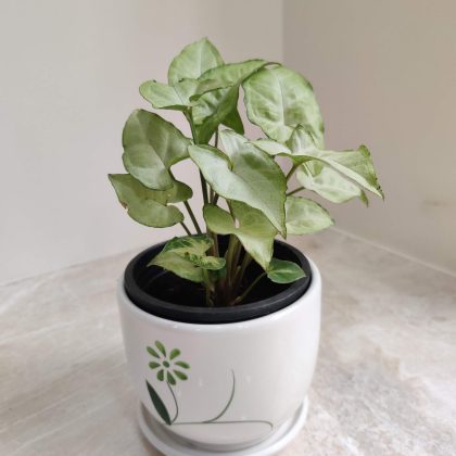 Syngonium White Green Plant in White Ceramic Round Pot with Creative Plant Design