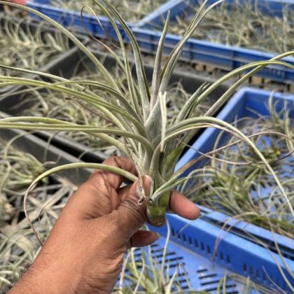 Tillandsia Bulbosa Silver