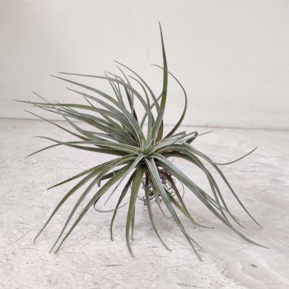 Tillandsia Cotton Candy