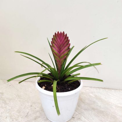Tillandsia Cyanea 12 cm pot