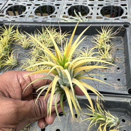 Tillandsia Druid