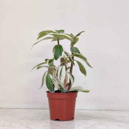 Tradescantia Fluminensis 10 cm pot
