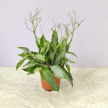 Tradescantia 'Silver Moon Dust' 8.5 cm pot