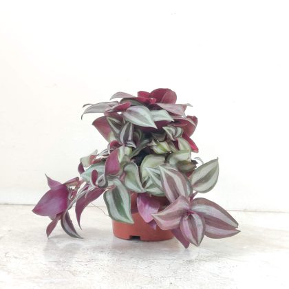 Tradescantia-Zebrina-8.5-cm