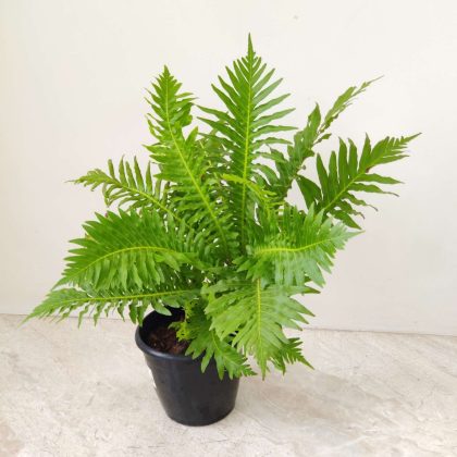 Tree Fern 12 cm pot