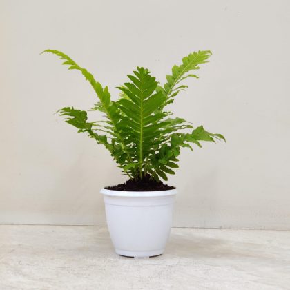 Tree Fern 8.5 cm pot