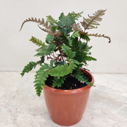 Tricolour Fern 12 cm pot