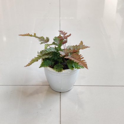 Trlcolour Fern 8.5 cm pot