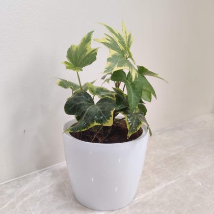 Variegated English Ivy Plant in Plastic Pot