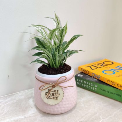 Variegated Peace Lily in Stylish Ceramic Pot