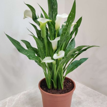 White Calla Lily 14.5 cm pot