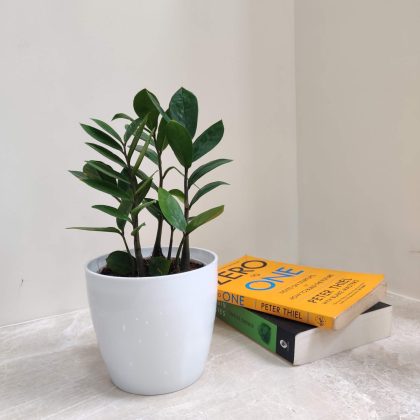 ZZ Plant in White Plastic Pot