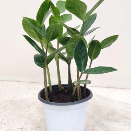 Zamia Calculus 8.5 cm pot