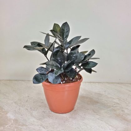 Zamia Raven Black 12 cm pot