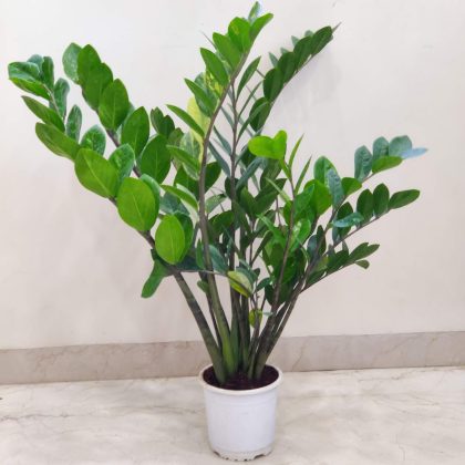 Zamia Variegated Plants 14.5 cm pot