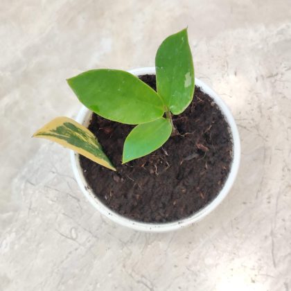 Zamia variegata 10 cm pot